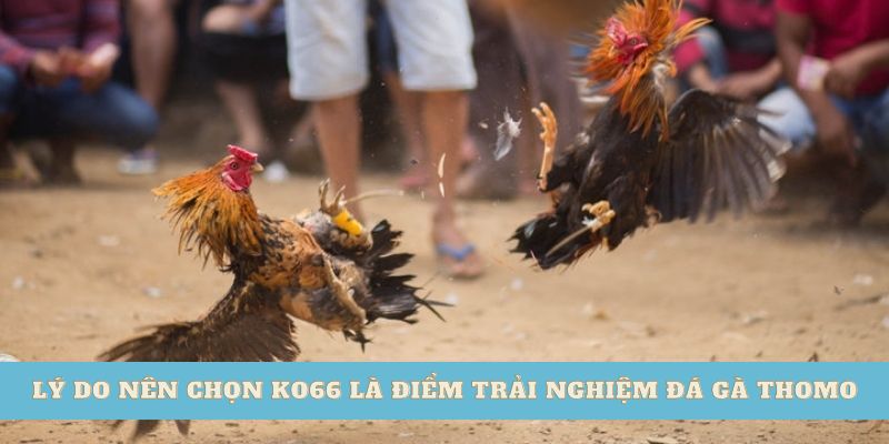 Lý do nên chọn ko66 là điểm trải nghiệm đá gà thomo