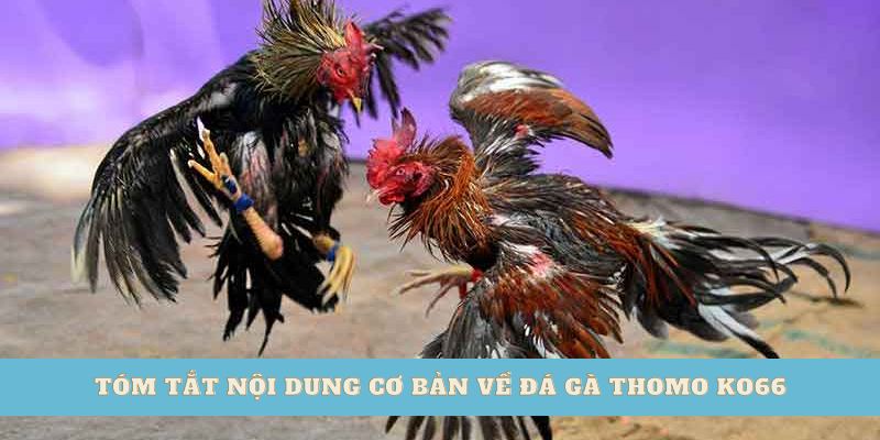 Tóm tắt nội dung cơ bản về đá gà Thomo Ko66