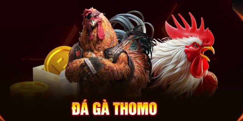 Đá Gà Thomo Ko66 - Tìm Hiểu Sức Hấp Dẫn Của Sân Chơi